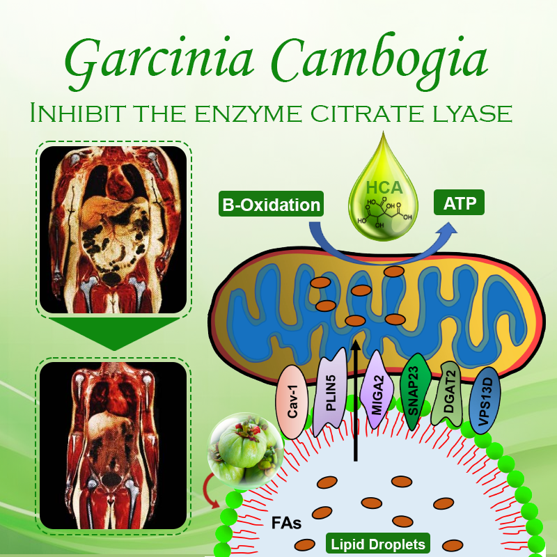 Garcinia HCA LipidShred Capsules