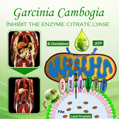 Garcinia HCA LipidShred Capsules